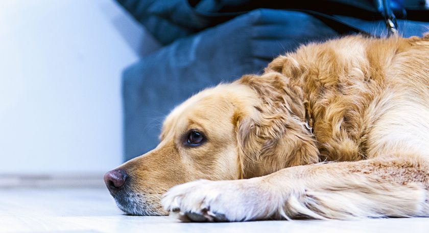 El perro está enfermo