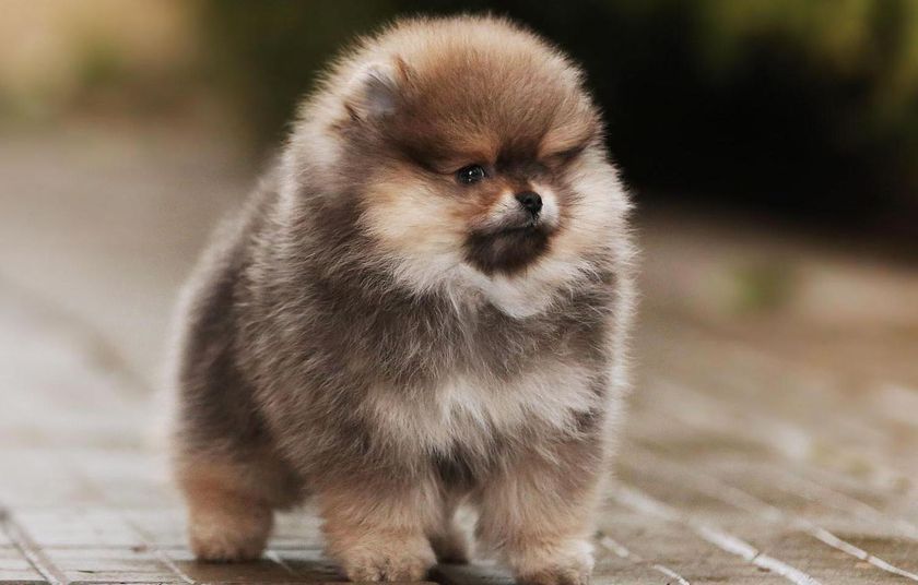 Cachorro de spitz