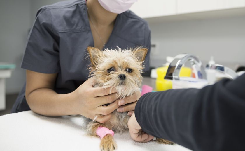 El perro en el veterinario