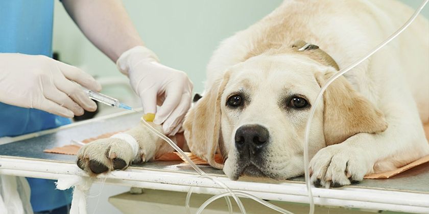 Tratamiento del perro.