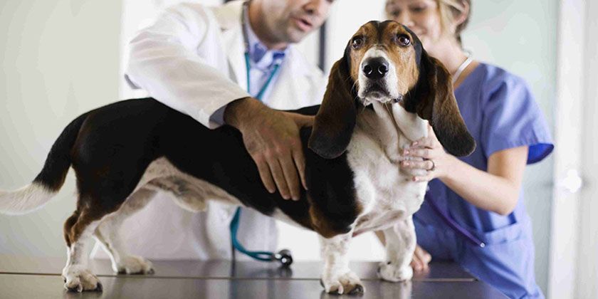 Criptorquidia en perros