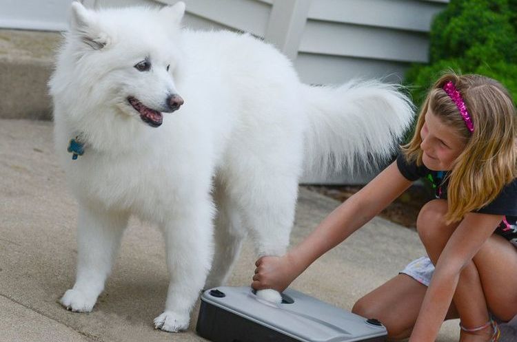 Lavapatas para perro