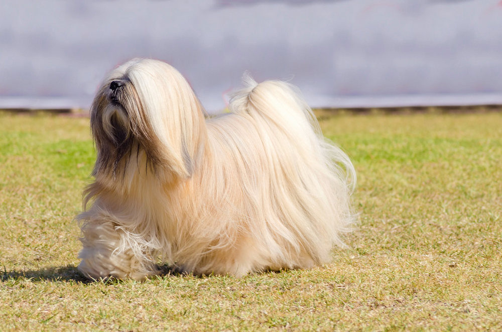 Lhasa apso en el campo