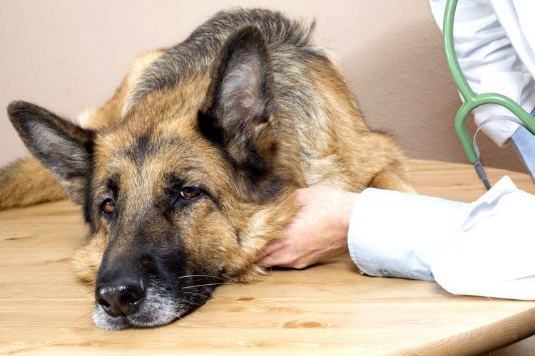 Pastor alemán en consulta veterinaria