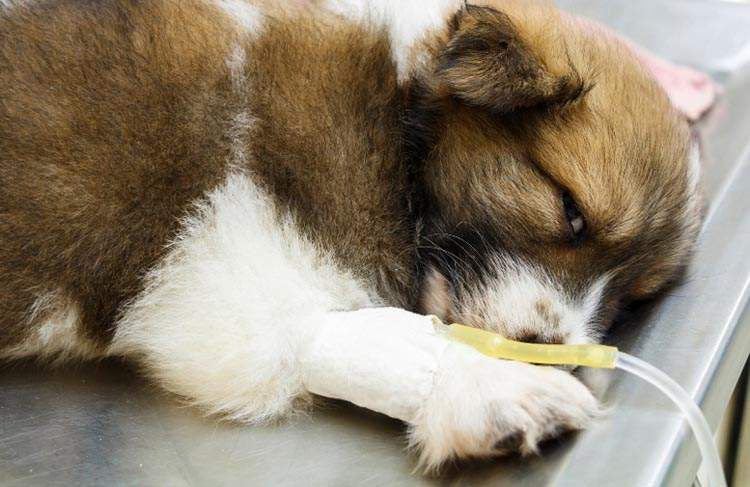 Suero intravenoso para cachorro