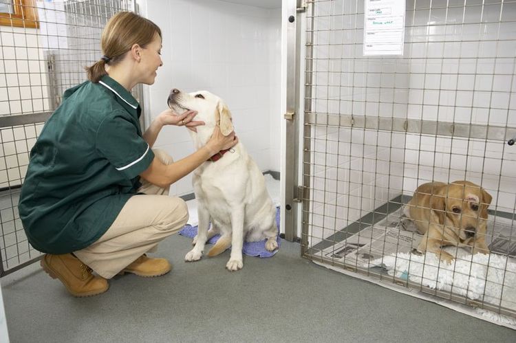 Perro hospitalizado