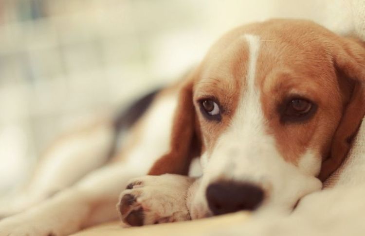 El perro está tumbado