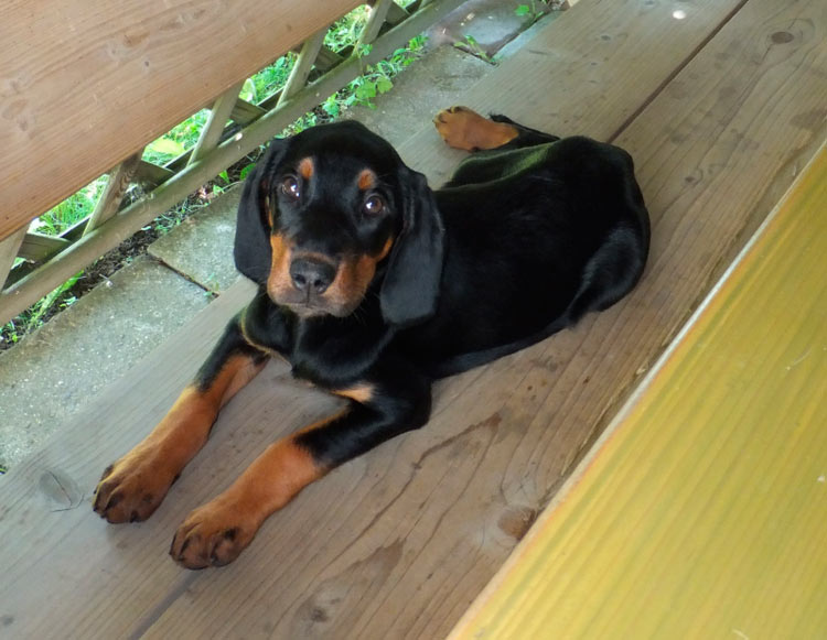 cachorro de sabueso lituano