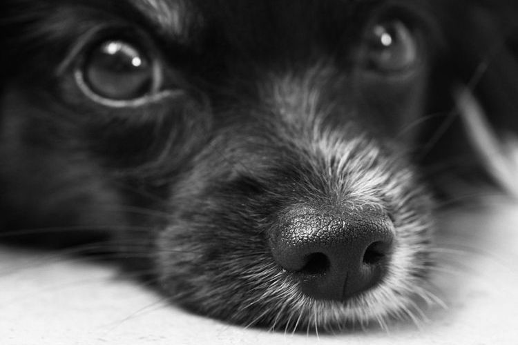 Giardiasis en perros
