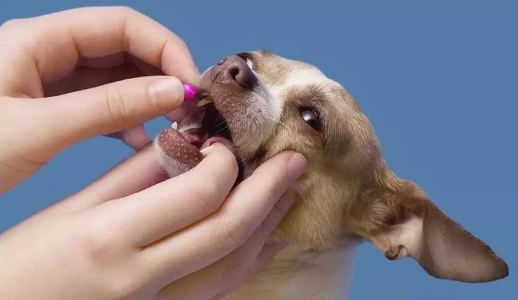 Se le administra la tableta al perro