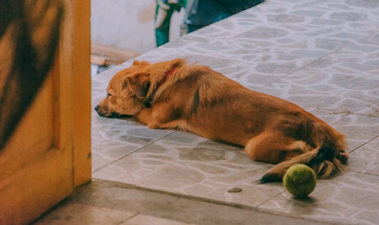 Giardiasis en perros