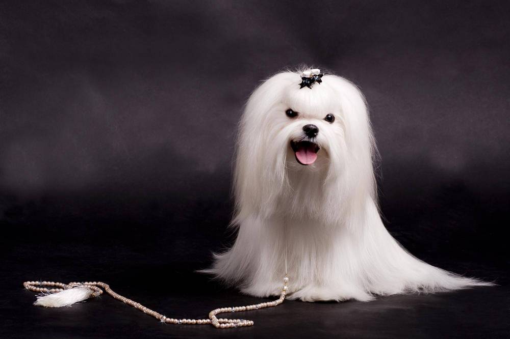 Bichón maltés