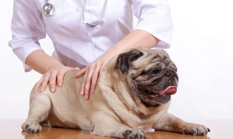 Realizando un masaje a un perro