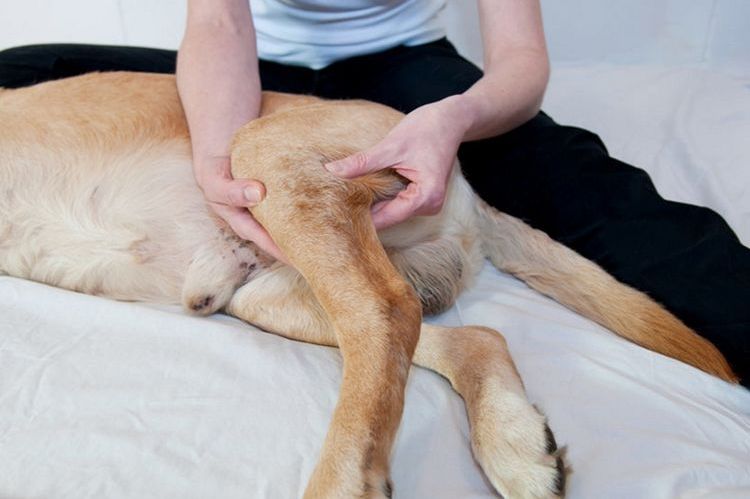 Masaje de las patas traseras del perro