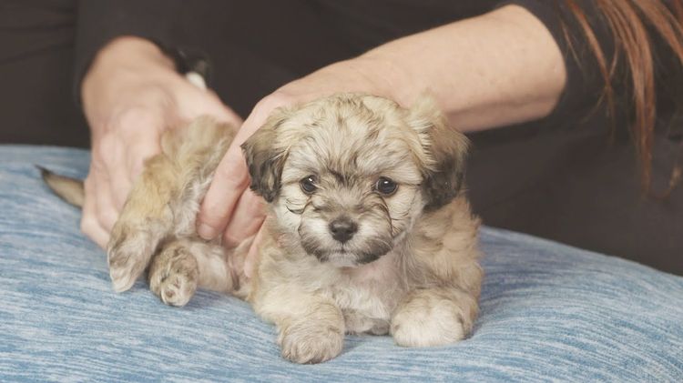 Masaje de las patas traseras para un cachorro