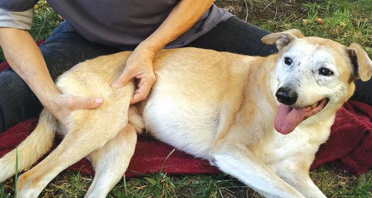 Masaje de las patas traseras del perro
