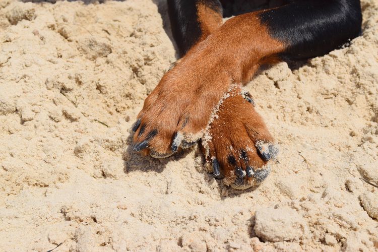 Patas de perro