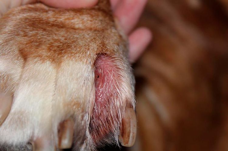 Dermatitis interdigital en perros