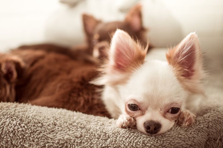 Dermatitis interdigital en perros