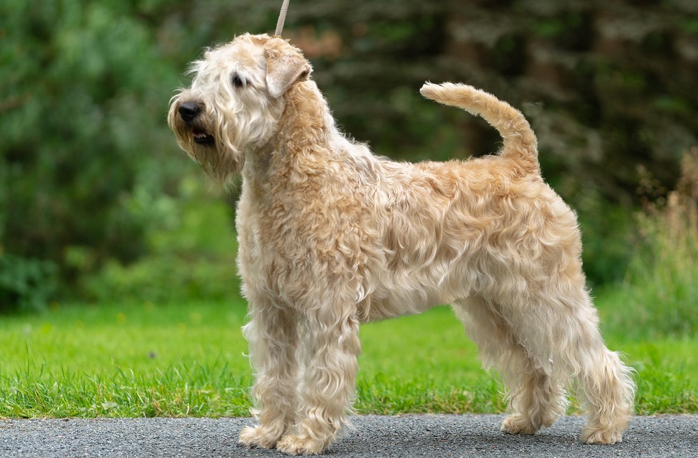 Soft Coated Wheaten Terrier