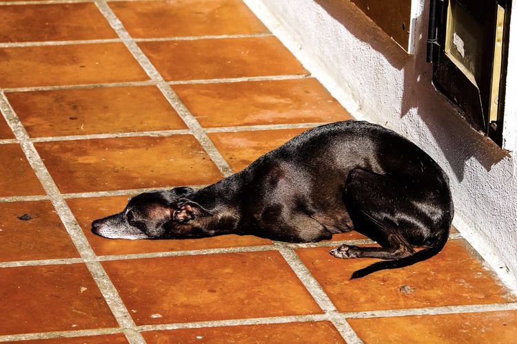 El perro tiene mucho calor