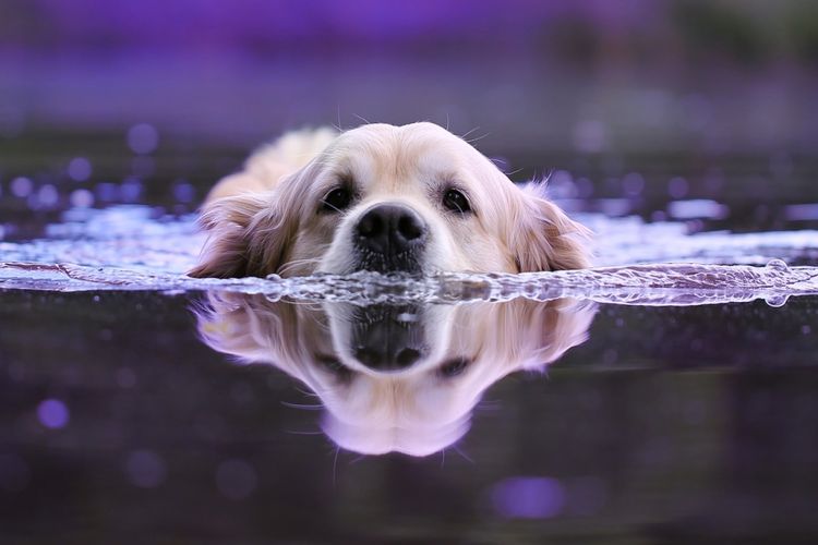Un retriever nadando en un estanque