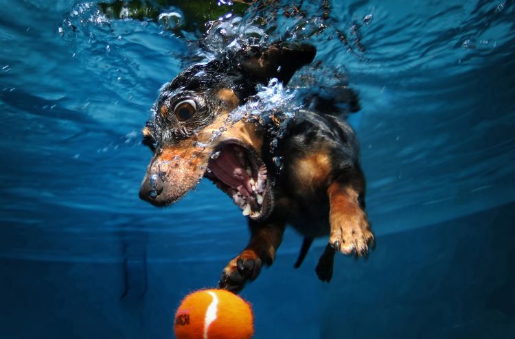 El perro se baña en la piscina