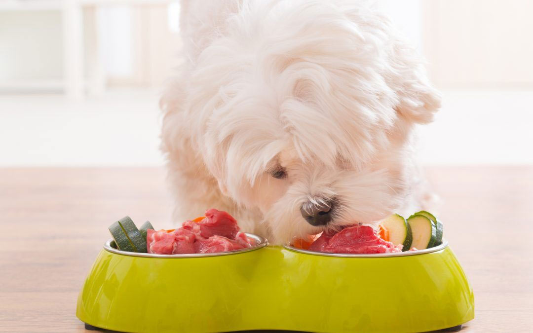 el perro come carne cruda