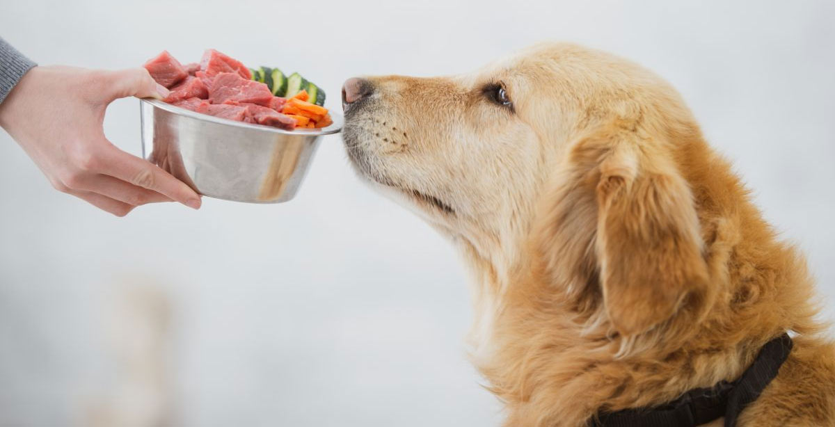 carne cruda para perros