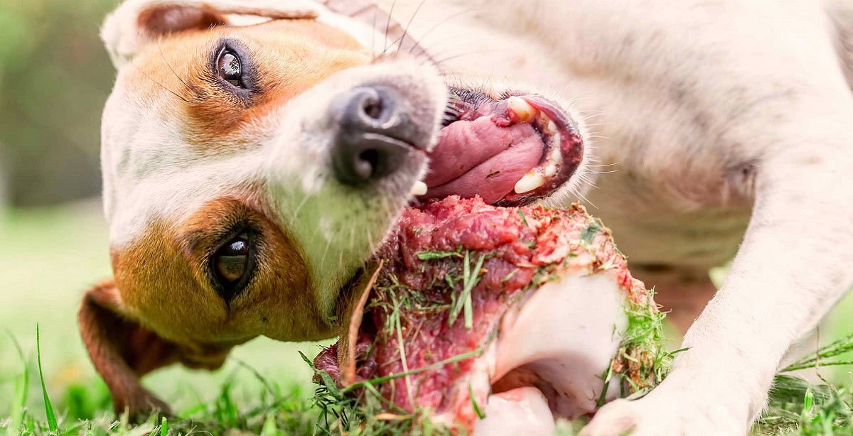 el perro come carne cruda