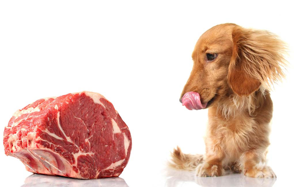 un perro salchicha mirando carne cruda