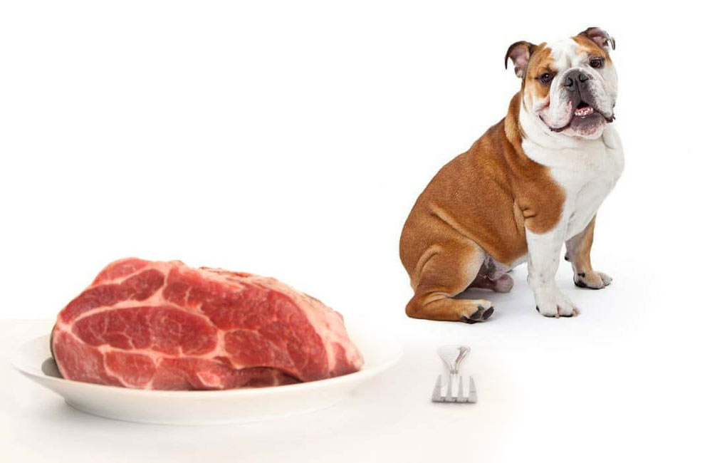 un bulldog mirando carne cruda