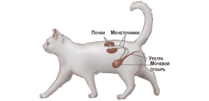 Sistema urinario en gatos