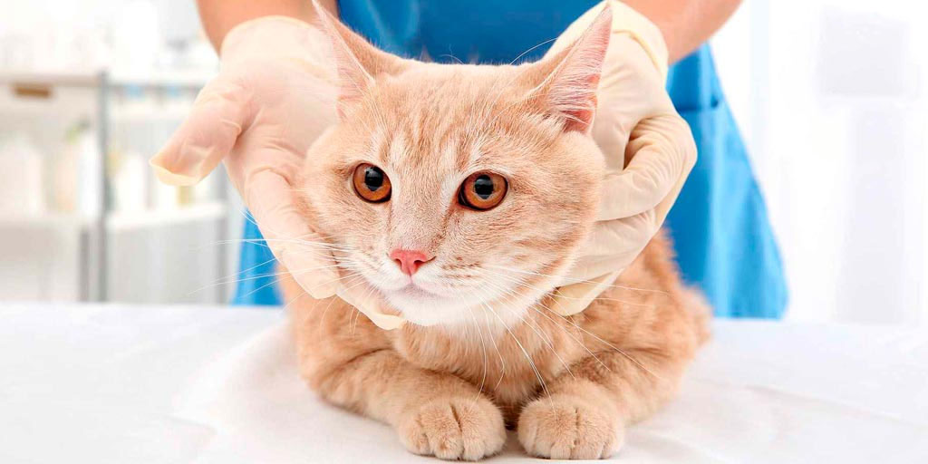 Diagnóstico y tratamiento de las enfermedades renales en gatos
