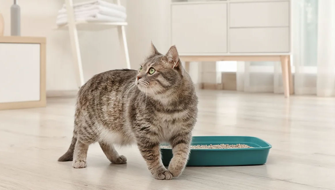 Cómo saber si el gato tiene problemas renales