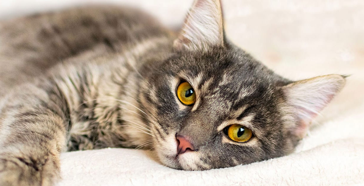 Síntomas de la inflamación renal en gatos