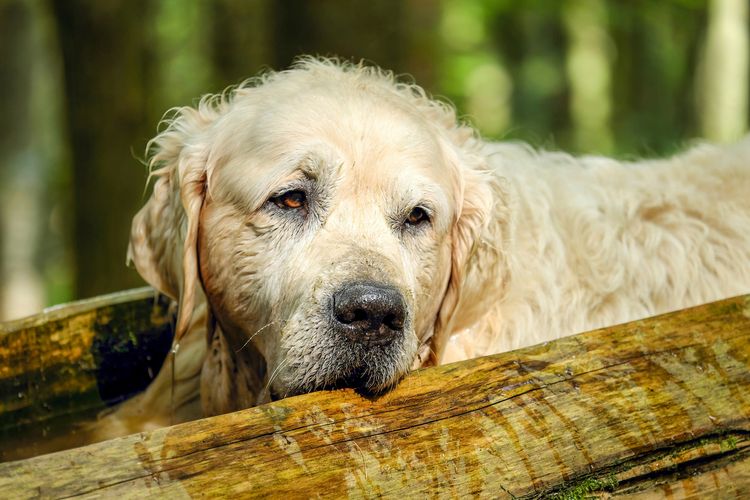 Complicaciones después de la piroplasmosis en perros