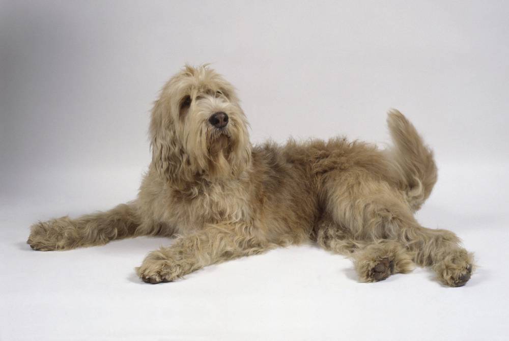 Otterhound