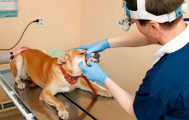 Periodontitis en un perro
