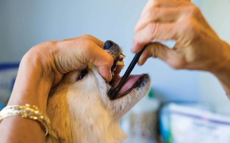 Limpieza dental del perro