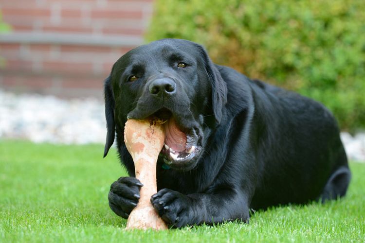 El perro roe un hueso