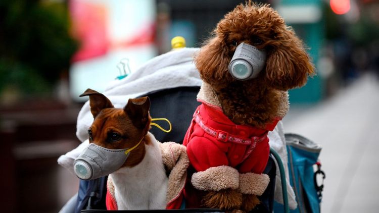 Protección del perro frente al coronavirus