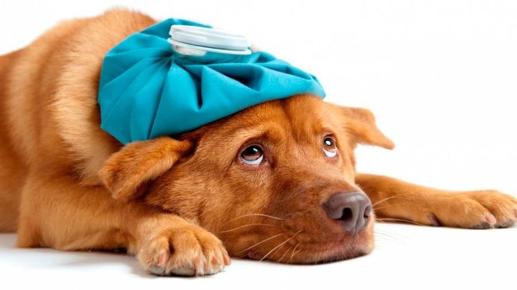 ¿Se transmite el coronavirus de perros a humanos?
