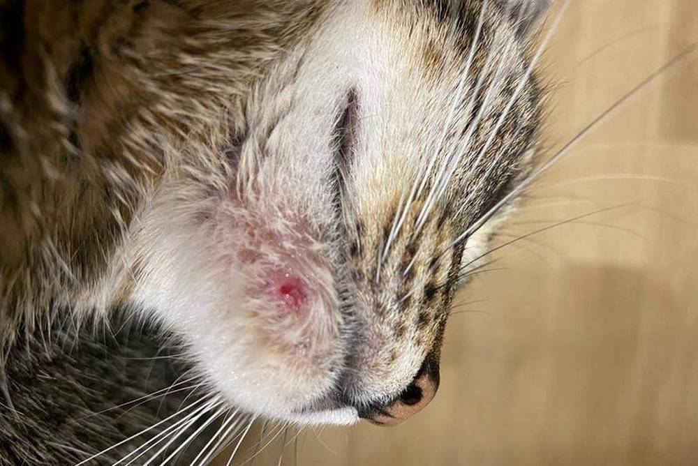 Zona afectada en la cabeza del gato