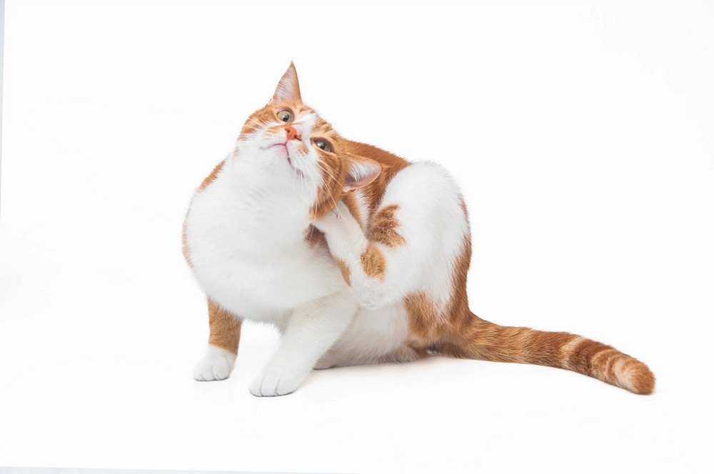 Gato naranja y blanco