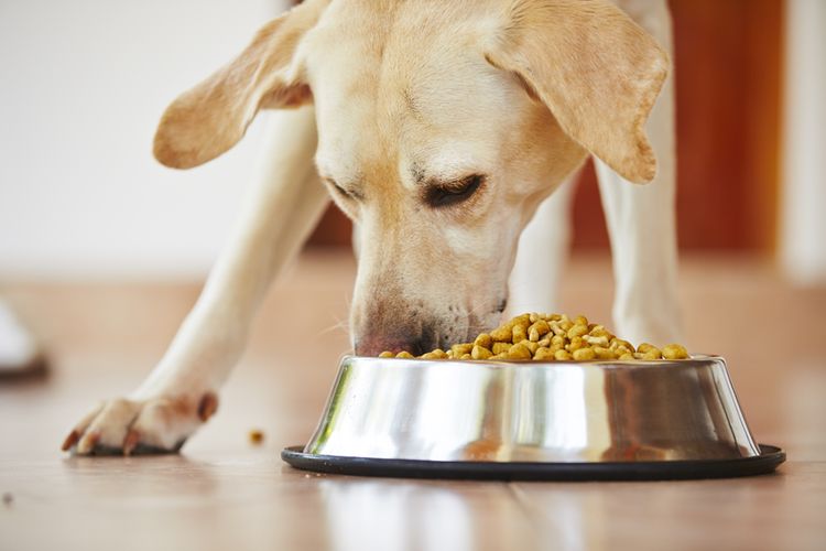Ein Hund frisst aus dem Napf