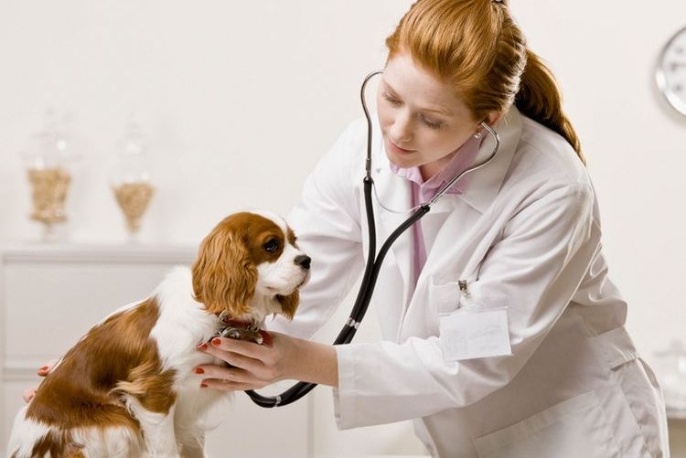 Hund beim Tierarzt