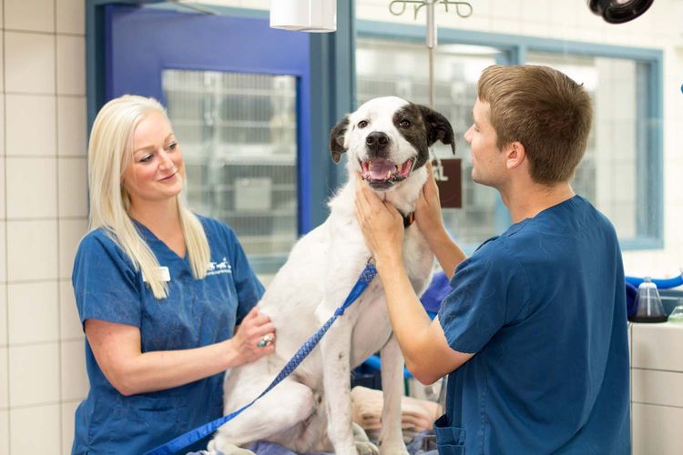 Lungenentzündung beim Hund