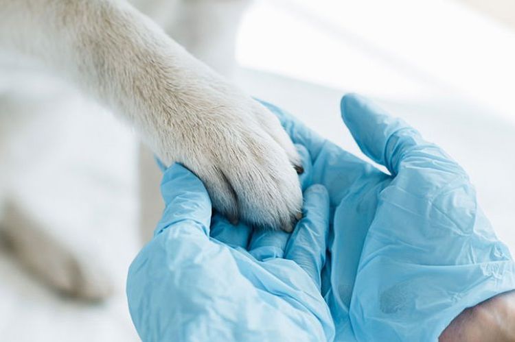 Tierarzt hält Hundepfote