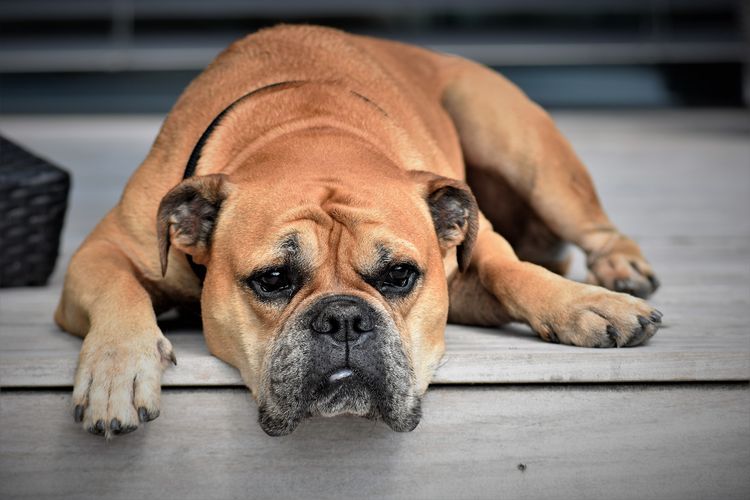 Hund liegt auf der Treppe
